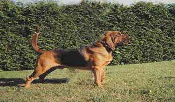 三角洲寻血猎犬科技机制(三角洲寻血猎犬科技会不会封号) 三角洲寻血猎犬科技机制(三角洲寻血猎犬科技会不会封号)