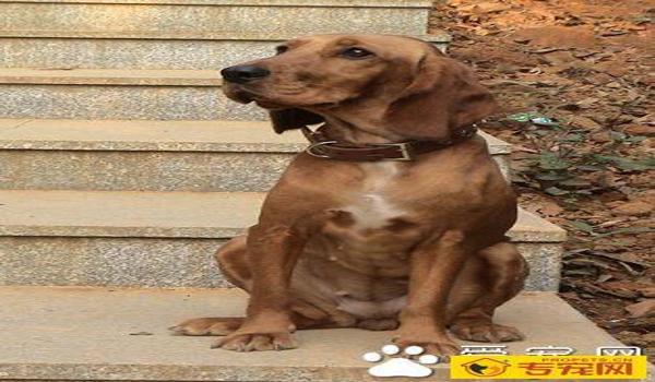 三角洲寻血猎犬解决了吗(官方什么时候解决寻血猎犬问题?) 三角洲寻血猎犬解决了吗(官方什么时候解决寻血猎犬问题?)